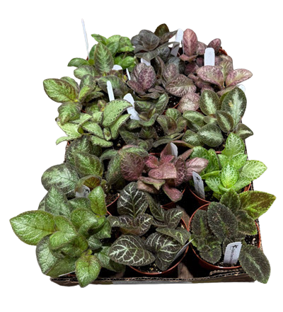 Rare Assortment